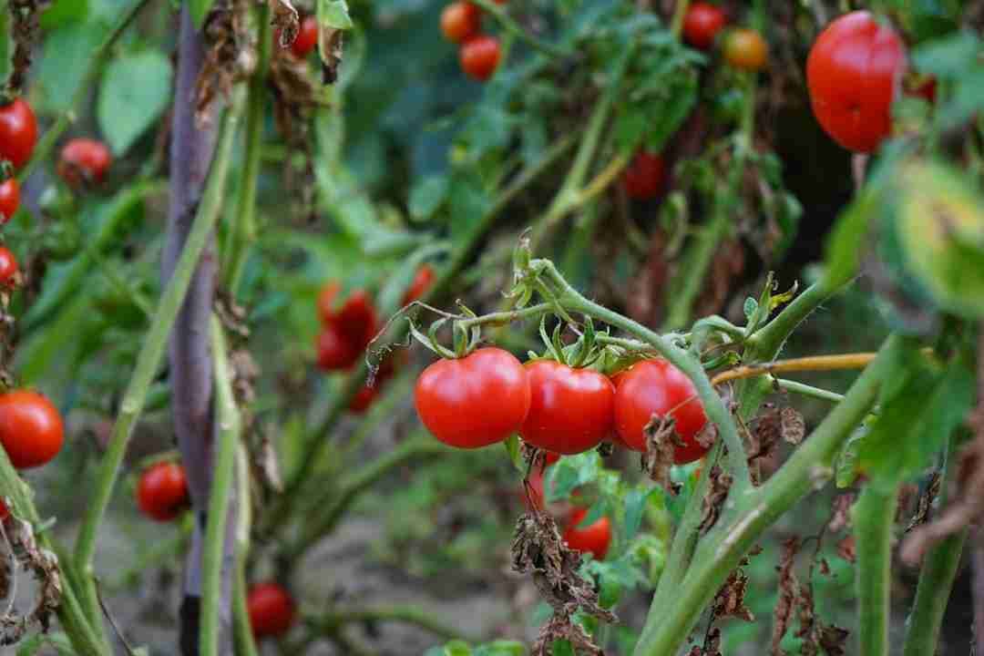 Why Eating Seasonally Makes Salad Taste Better