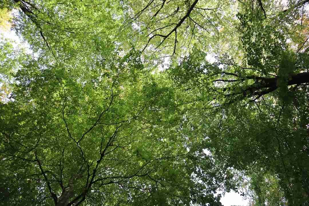 Why Forest Bathing Is Your New Stress-Relief Secret
