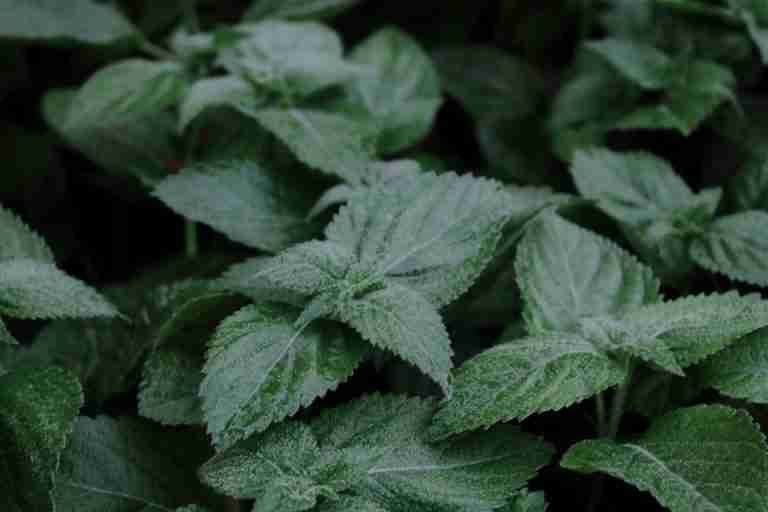 Detailed close-up of green lemon balm leaves, showcasing lush foliage in Paris, France.