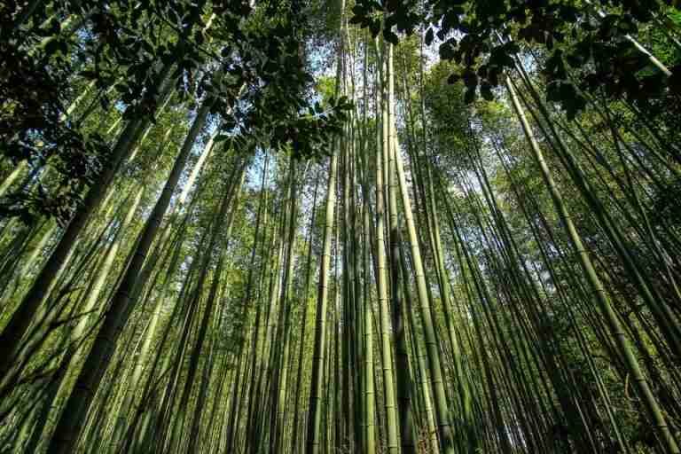 Explore the serene bamboo forest in Kyoto, Japan, capturing the essence of nature's tranquility.