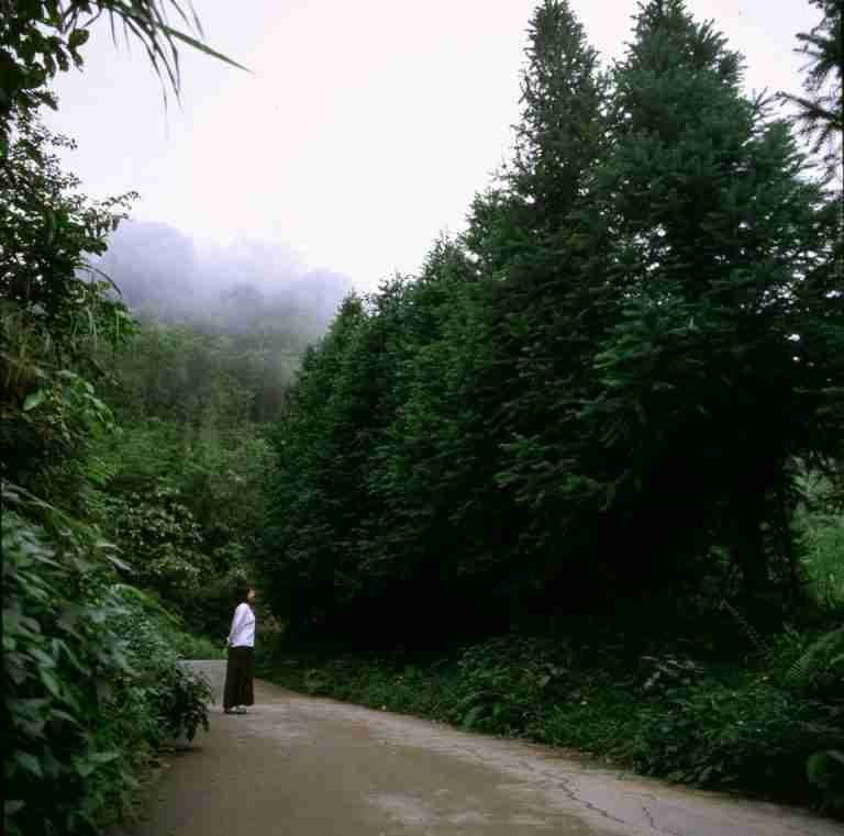 A solitary figure walks along a foggy forest path, surrounded by lush greenery.
