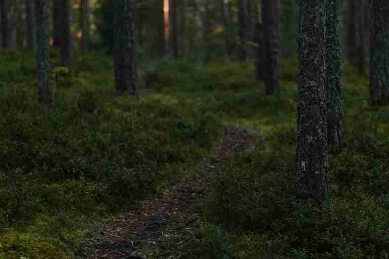 A serene forest trail surrounded by dense greenery and mist, perfect for nature walks.