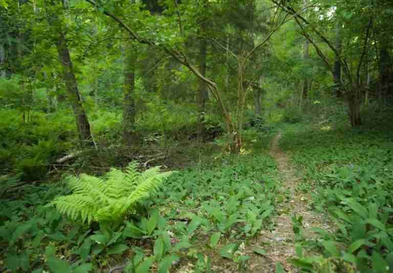 A tranquil forest path surrounded by lush green ferns and trees, ideal for nature walks.