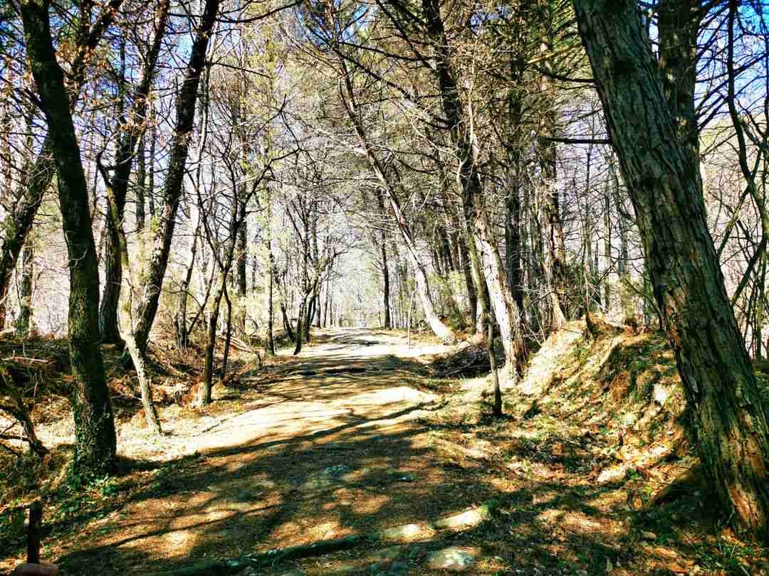 Ditching the Gym for Nature: How Hiking Became My Therapy