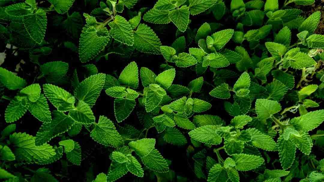 Harnessing the Power of Lemon Balm for a Calmer Day